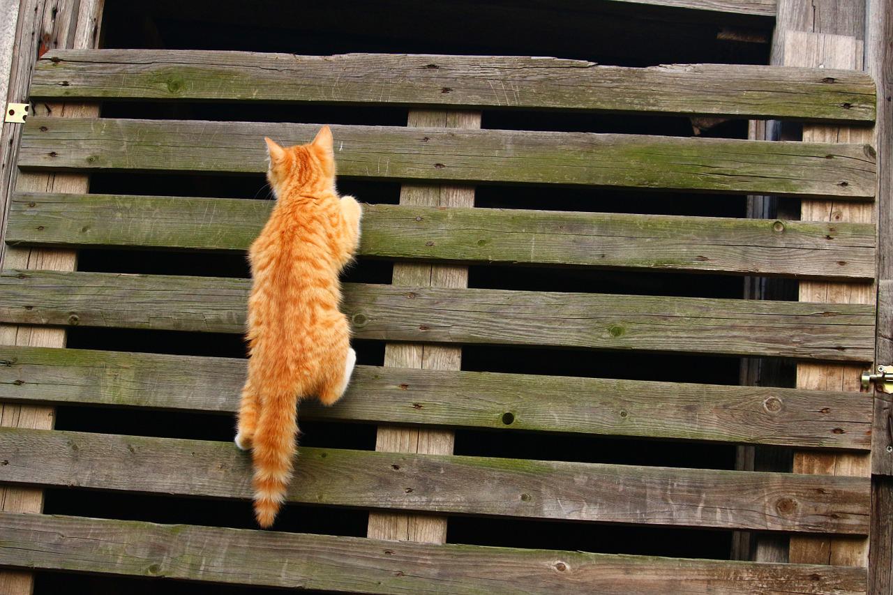 壁を上る子猫